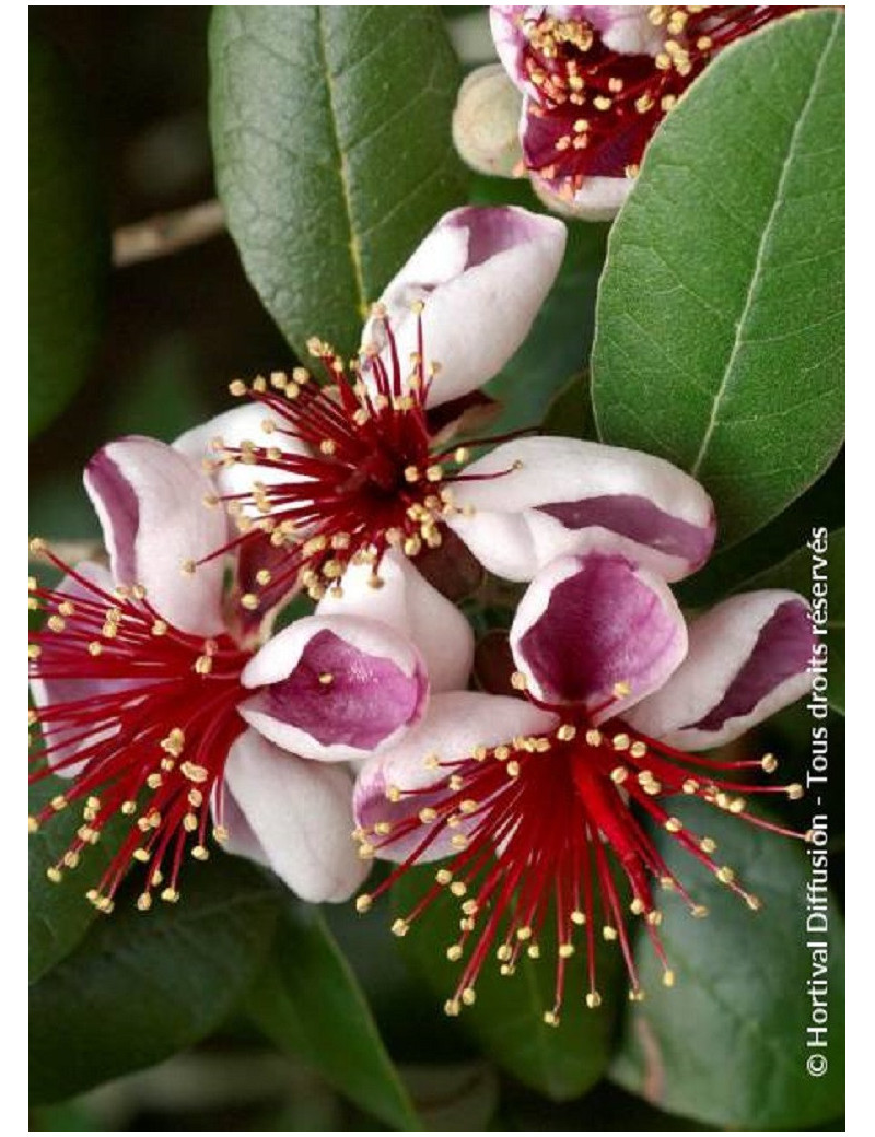 FEIJOA (ACCA) sellowiana (Goyavier du Brésil)