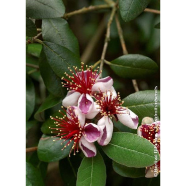 FEIJOA (ACCA) sellowiana (Goyavier du Brésil)