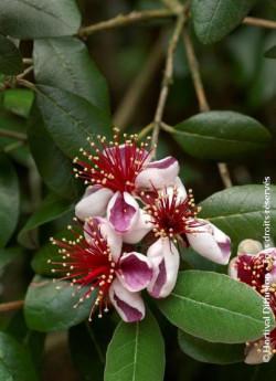 FEIJOA sellowiana