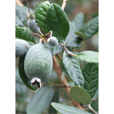 FEIJOA (ACCA) sellowiana (Goyavier du Brésil)