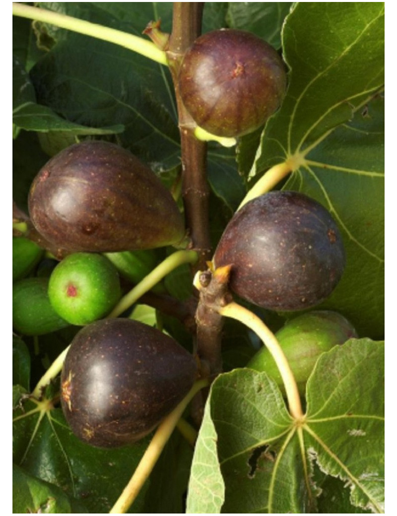 FIGUIER BROWN TURKEY (Ficus carica)