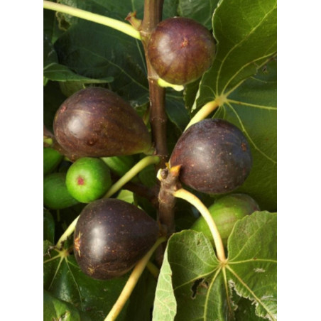 FIGUIER BROWN TURKEY (Ficus carica)