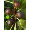 FIGUIER BROWN TURKEY (Ficus carica)