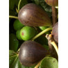 FIGUIER BROWN TURKEY (Ficus carica)