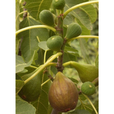 FIGUIER BROWN TURKEY (Ficus carica)