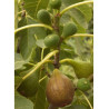 FIGUIER BROWN TURKEY (Ficus carica)