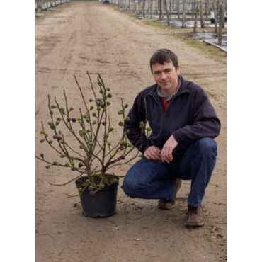 FIGUIER BROWN TURKEY (Ficus carica)