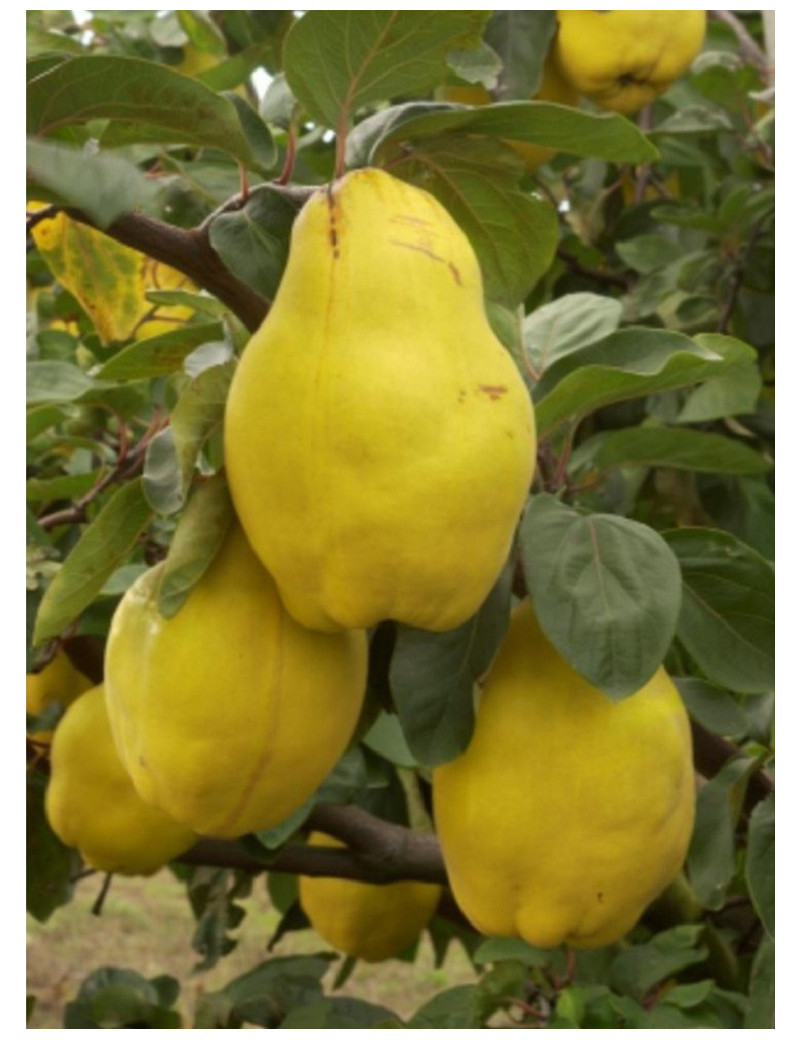 COGNASSIER DU PORTUGAL (Cydonia oblonga)