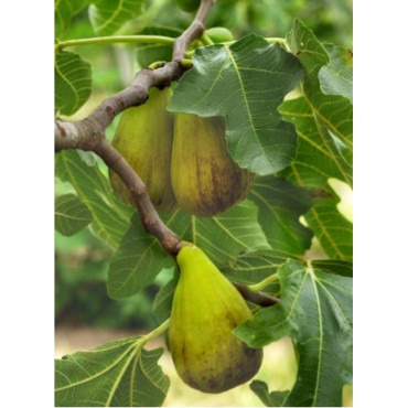 FIGUIER DE DALMATIE (Ficus carica)