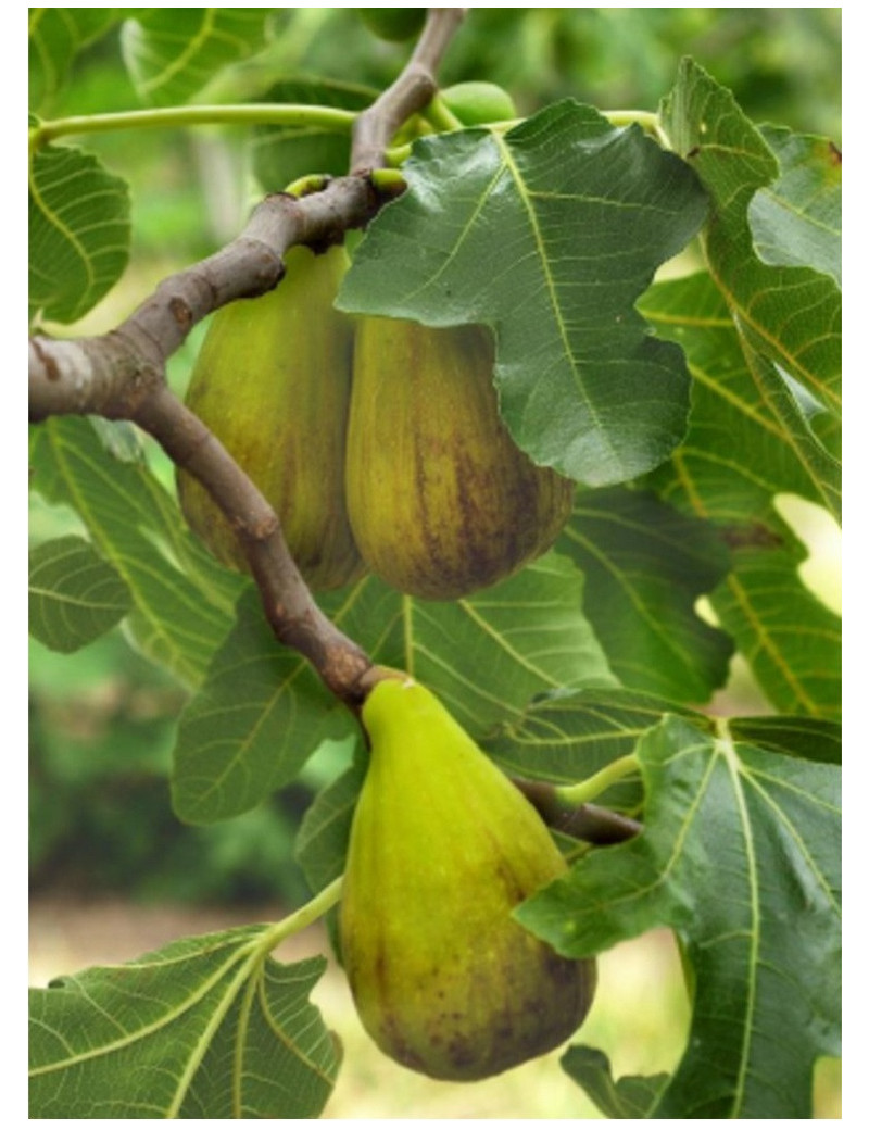 FIGUIER DE DALMATIE (Ficus carica)