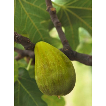 FIGUIER DE DALMATIE (Ficus carica)