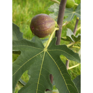 FIGUIER DE DALMATIE (Ficus carica)