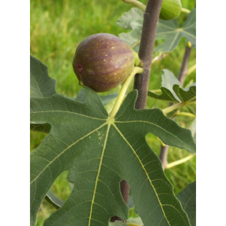 FIGUIER DE DALMATIE (Ficus carica)