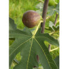 FIGUIER DE DALMATIE (Ficus carica)