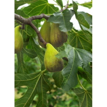 FIGUIER DE DALMATIE (Ficus carica)