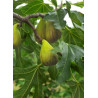FIGUIER DE DALMATIE (Ficus carica)