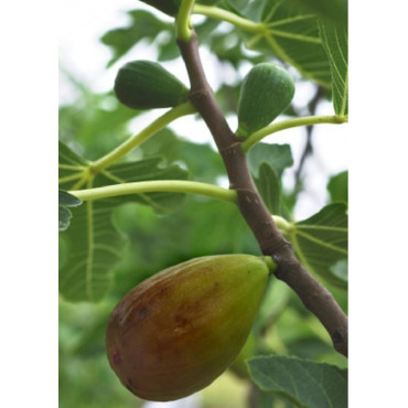 FIGUIER GOUTTE D'OR (Ficus carica)