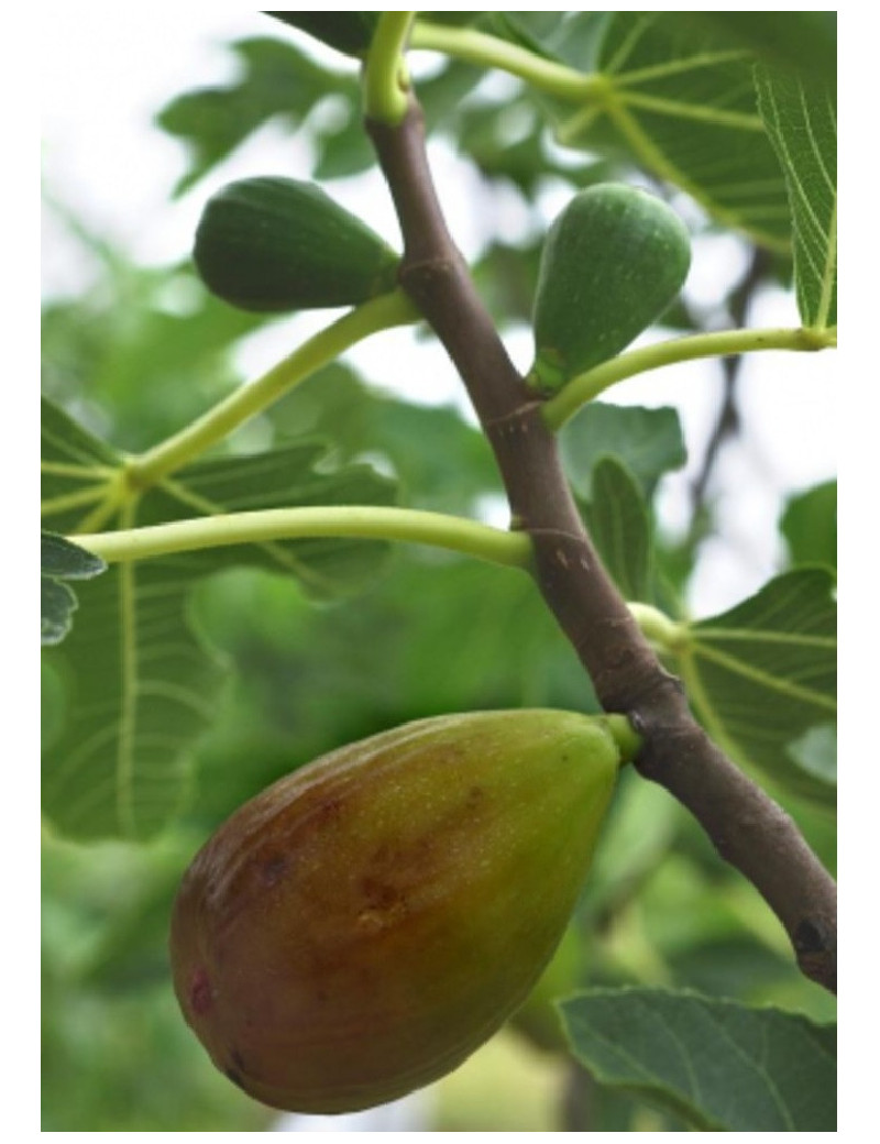 FIGUIER GOUTTE D'OR (Ficus carica)