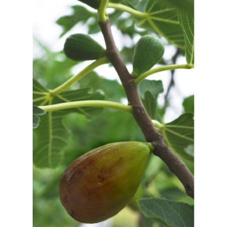 FIGUIER GOUTTE D'OR (Ficus carica)