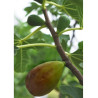 FIGUIER GOUTTE D'OR (Ficus carica)