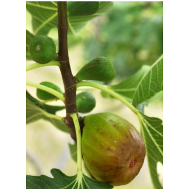 FIGUIER GOUTTE D'OR (Ficus carica)