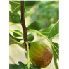 FIGUIER GOUTTE D'OR (Ficus carica)