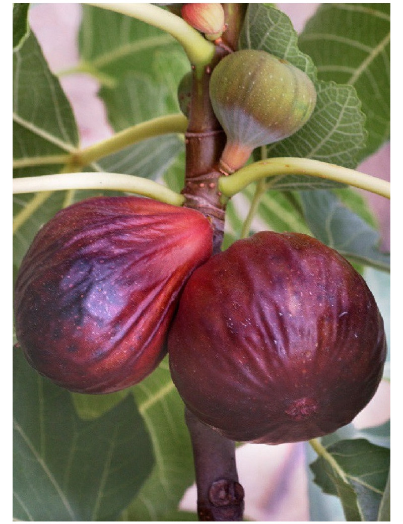 FIGUIER GRISE DE TARASCON (Ficus carica)