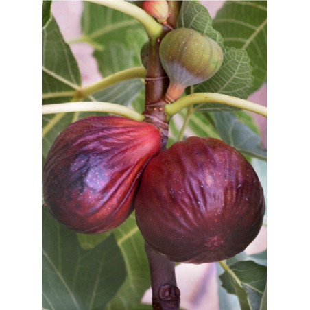 FIGUIER GRISE DE TARASCON (Ficus carica)