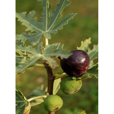 FIGUIER ICE CRYSTAL (Ficus carica)