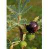 FIGUIER ICE CRYSTAL (Ficus carica)