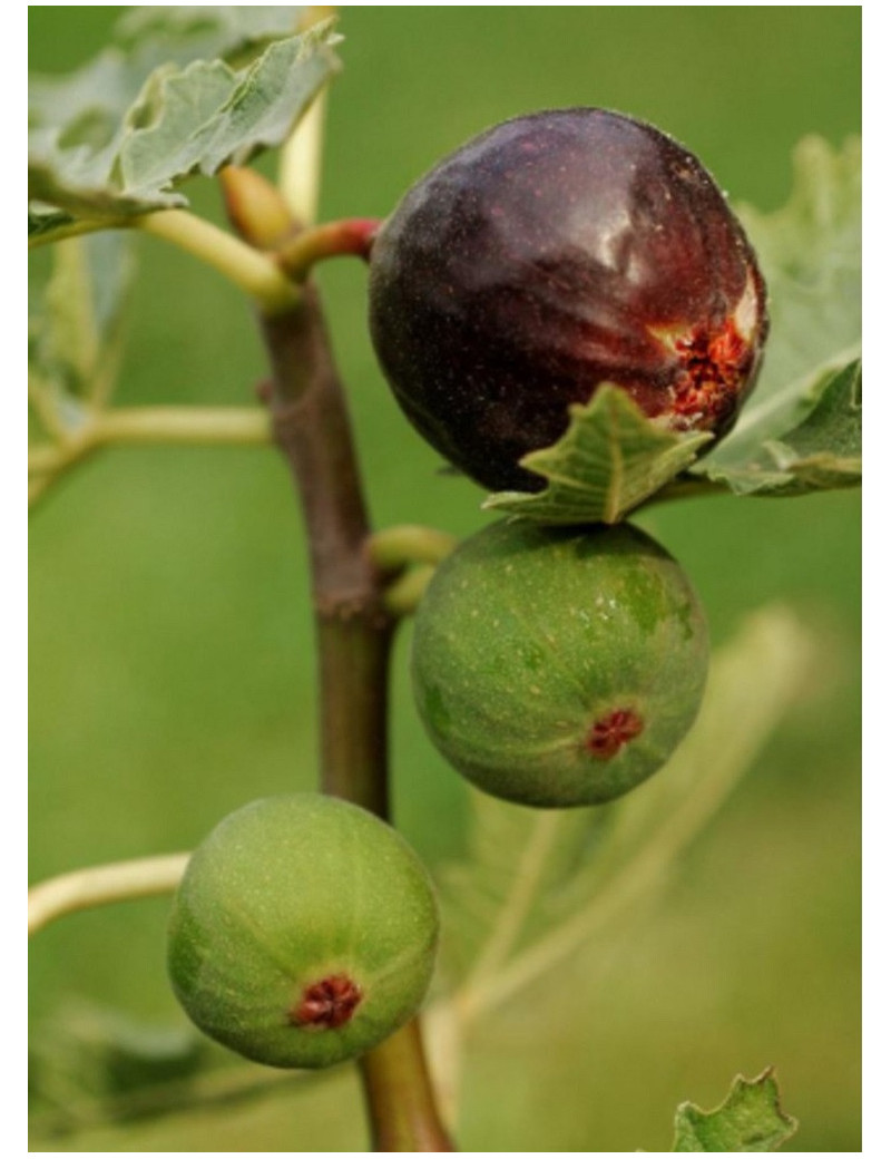 FIGUIER ICE CRYSTAL (Ficus carica)