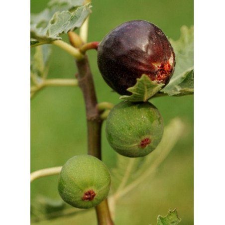 FIGUIER ICE CRYSTAL (Ficus carica)