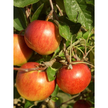 POMMIER ELSTAR (Malus domestica)