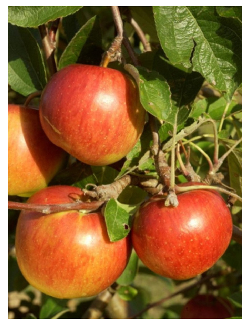 POMMIER ELSTAR POMMIER ELSTAR