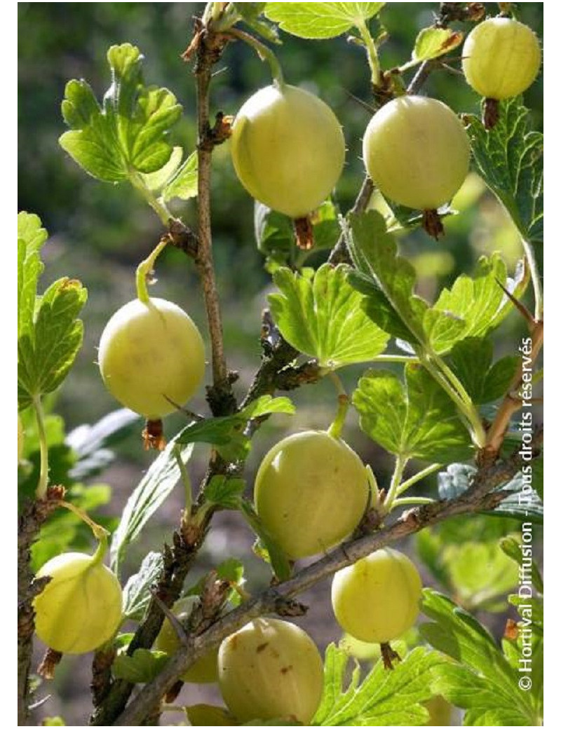 GROSEILLIER À MAQUEREAU BLANC (Ribes grossularia)