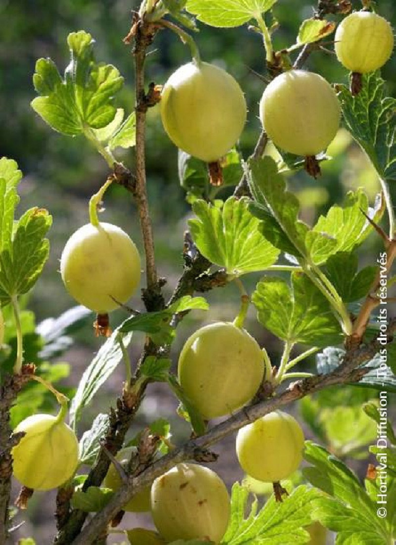 GROSEILLIER À MAQUEREAU BLANC
