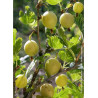 GROSEILLIER À MAQUEREAU BLANC (Ribes grossularia)