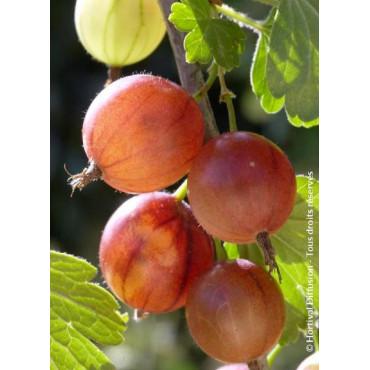 GROSEILLIER À MAQUEREAU ROUGE (Ribes grossularia)