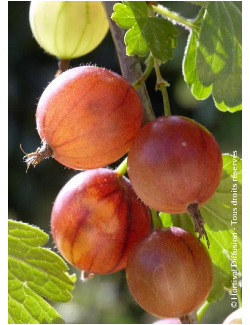 GROSEILLIER À MAQUEREAU ROUGE (Ribes grossularia)
