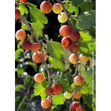 GROSEILLIER À MAQUEREAU ROUGE (Ribes grossularia)