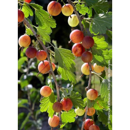 GROSEILLIER À MAQUEREAU ROUGE (Ribes grossularia)