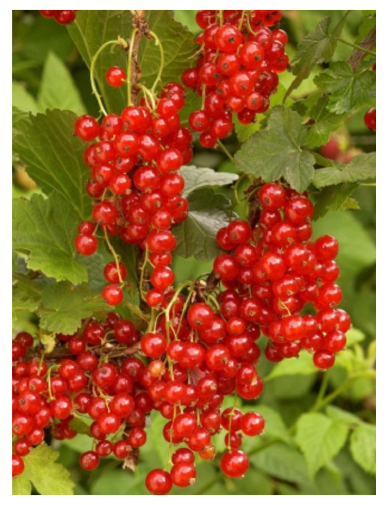 GROSEILLIER À GRAPPES JONKHEER VAN TETS (Ribes rubrum)