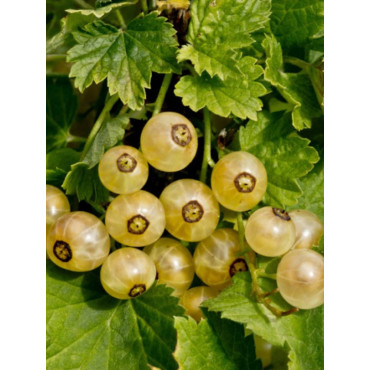 GROSEILLIER À GRAPPES VERSALLAISE BLANCHE (Ribes rubrum)