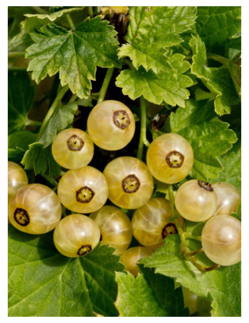 GROSEILLIER À GRAPPES VERSALLAISE BLANCHE (Ribes rubrum)