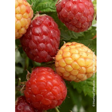 FRAMBOISIER SUMO (Rubus idaeus)