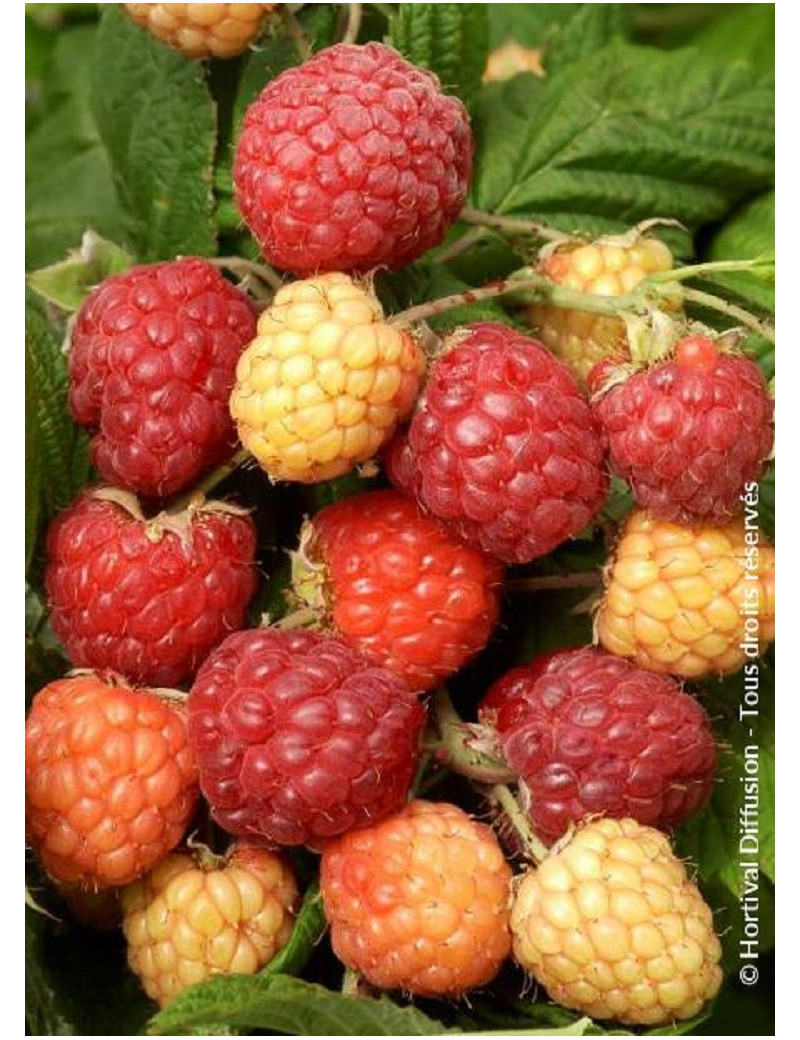 FRAMBOISIER SUMO (Rubus idaeus)