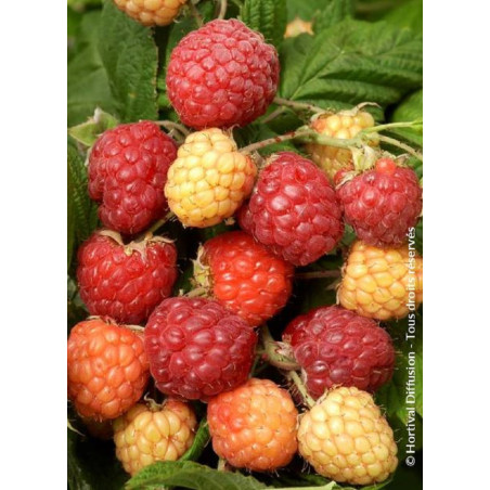 FRAMBOISIER SUMO (Rubus idaeus)