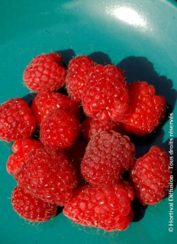 FRAMBOISIER HERITAGE