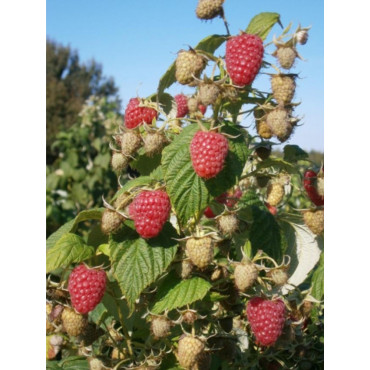 FRAMBOISIER MARASTAR® (Rubus idaeus)