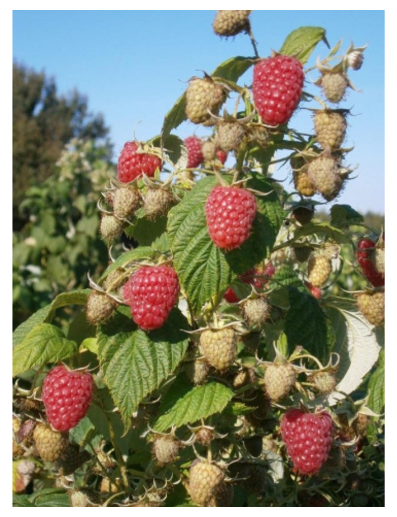 FRAMBOISIER MARASTAR® (Rubus idaeus)